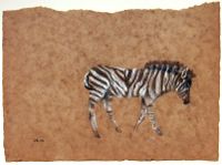 Zebra jun